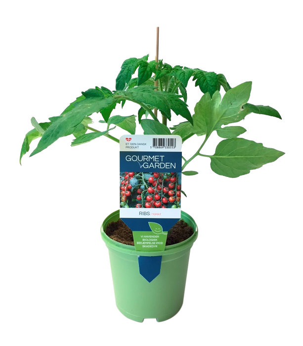 Tomatplanter mix i 11 cm potte